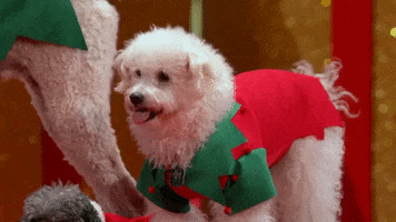 Americas Got Talent Holiday Spectacular Dog GIF by America's Got Talent