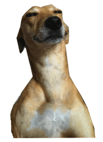 Confused Dog Sticker by namslam