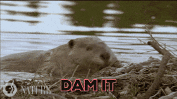 Beaver Damn It GIF by chuber channel