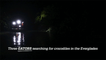 crocodile gators GIF by University of Florida