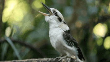 thisisqueensland lol laughing haha hilarious GIF