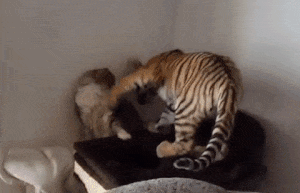 CiNYAU cats cukisÃ¡g nagymacska cicasÃ¡g GIF