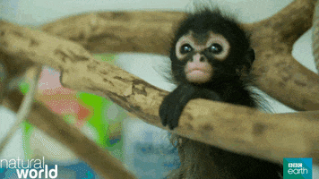 Wildlife gif. Baby monkey is standing up and holding a branch for support. It has bed head and looks around curiously.