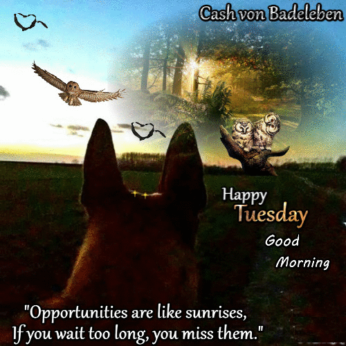 cashvonbadeleben enjoy waiting wait owl GIF