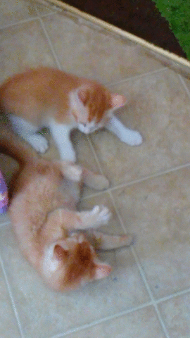 cjmaxi kittens playing kittens fighting GIF