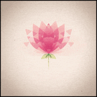 lotus flower bomb