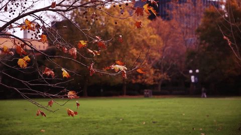 계절, 가을, 나뭇가지, 나뭇잎, 단풍