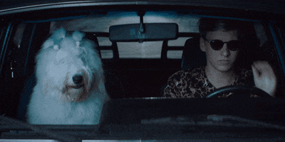 dog frown GIF by George Ezra