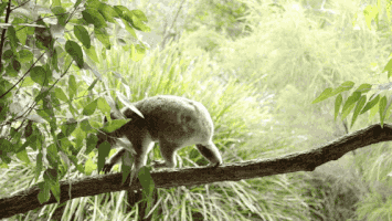thisisqueensland bye leaving koala cya GIF