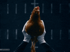 hayesface  GIF