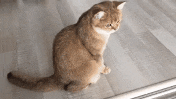 mulderfox  GIF