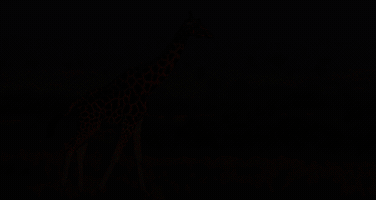 gokhankahraman  GIF