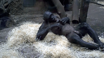 Monkey GIF