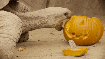 Animals + Pumpkins 🎃 by San Diego Zoo Wildlife Alliance | GIPHY Animals + Pumpkins 🎃 by San Diego Zoo Wildlife Alliance | GIPHY