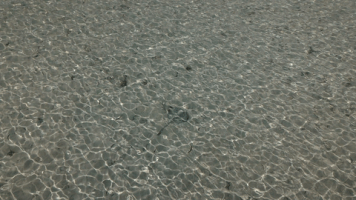 Marine Life Wildlife GIF