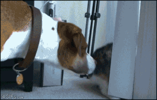Cat Dog GIF