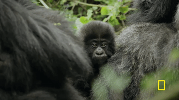 fossey GIF by National Geographic Channel