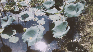 ngoctienphan95 lake lotus GIF