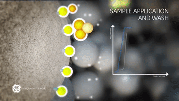 Hydrophobic Interaction Chromatography GIF