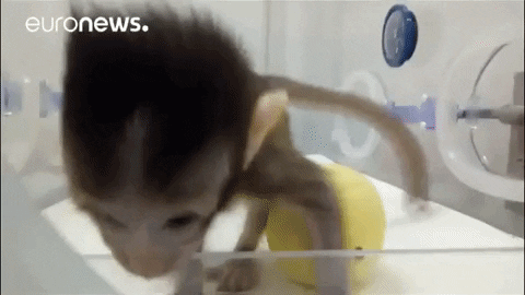 Baby Monkeys Gifs Get The Best Gif On Giphy