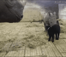 Cat Rhino GIF
