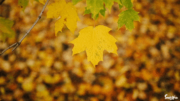 Its Fall GIF by Adventures Once Had