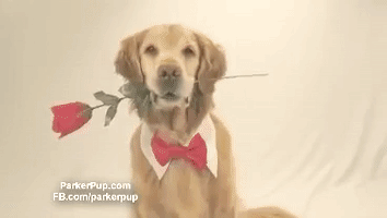 golden retriever dog GIF