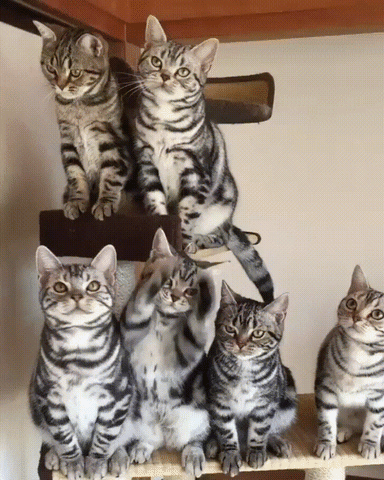 Fun GIF