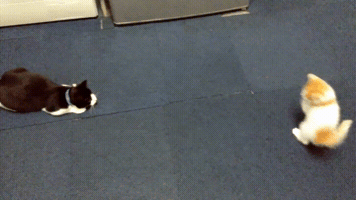Fun GIF