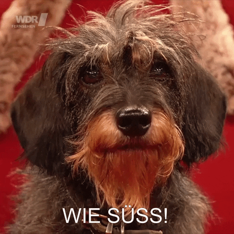 Dog Eyes GIF by Koelner_Treff
