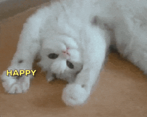 Giphy - Happy Birthday Cat GIF