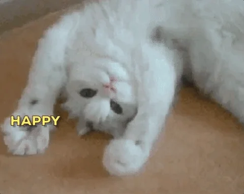 Happy Birthday Cat GIF