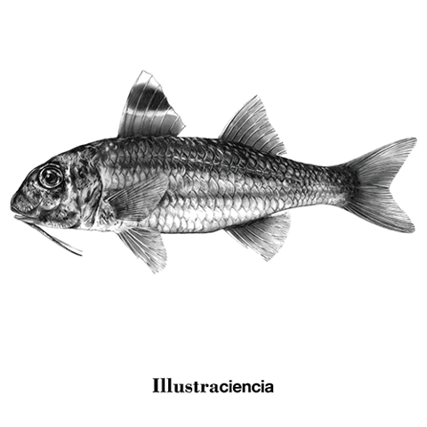 illustraciencia fish pez sciart GIF