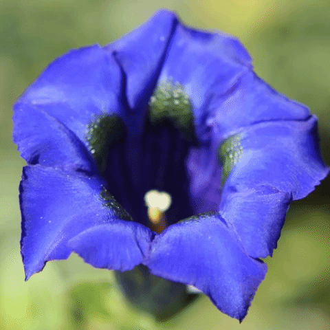 andreacassinari butterfly farfalla pngp GIF