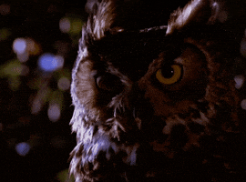 twin peaks owl GIF by Twin Peaks on Showtime