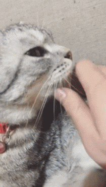 manaspruthi  GIF