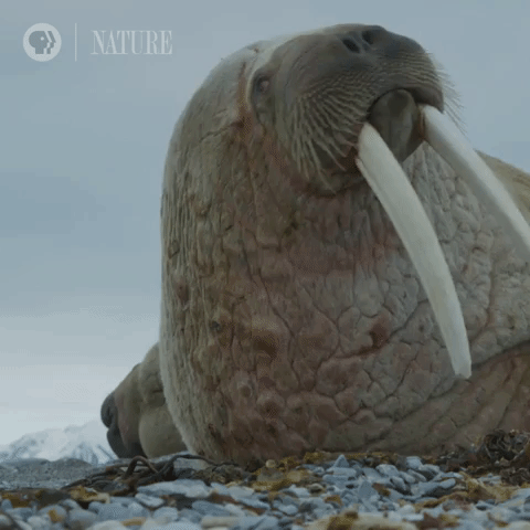 Pbs Nature Walrus GIF by Nature on PBS