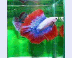 thongdangkhunthong half moon siamese fish GIF