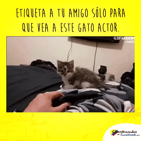 lascolombianadasdelfacebook  GIF