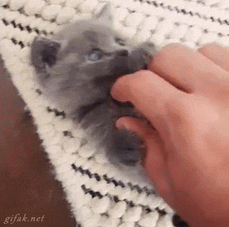 fluffy kittens gif