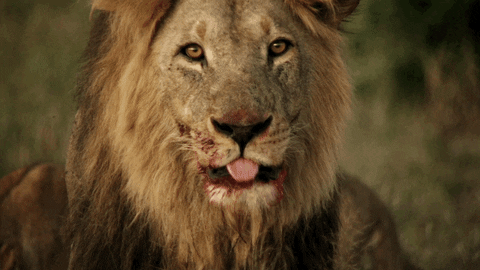Lions-clubs GIFs - Get the best GIF on GIPHY