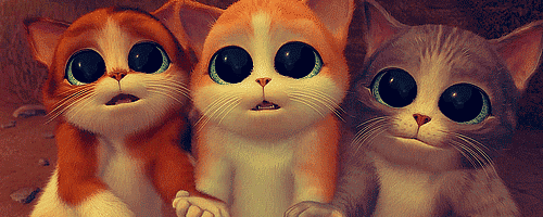 zebi #cats GIF