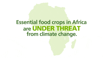 cgiarclimate africa climate change agriculture food security GIF