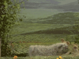 Jumping Sesame Street GIF by Muppet Wiki