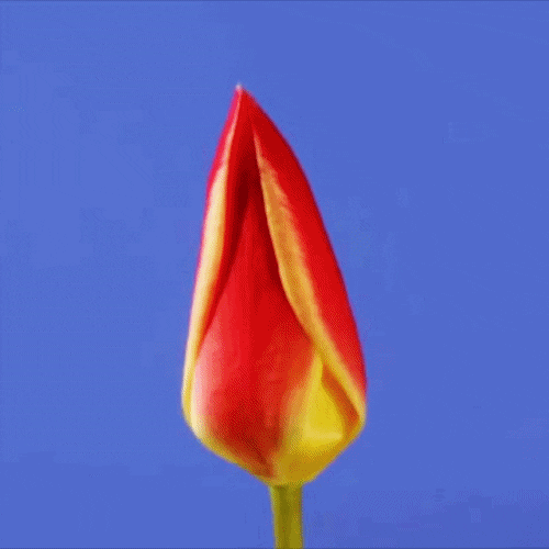 Tulips GIF by Vidad