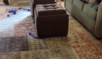 Dog Lol GIF by America's Funniest Home Videos