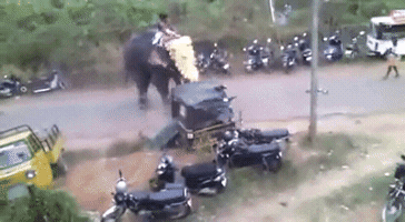 tonypuh  GIF