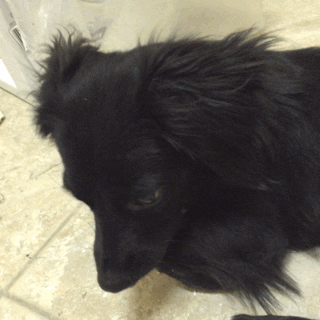 Dog Kiddo GIF by notsofantastic