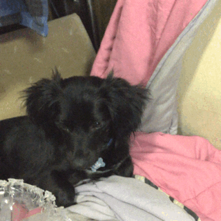 Dog Kiddo GIF by notsofantastic