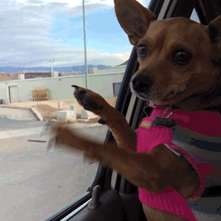 Dog Lucy GIF by notsofantastic